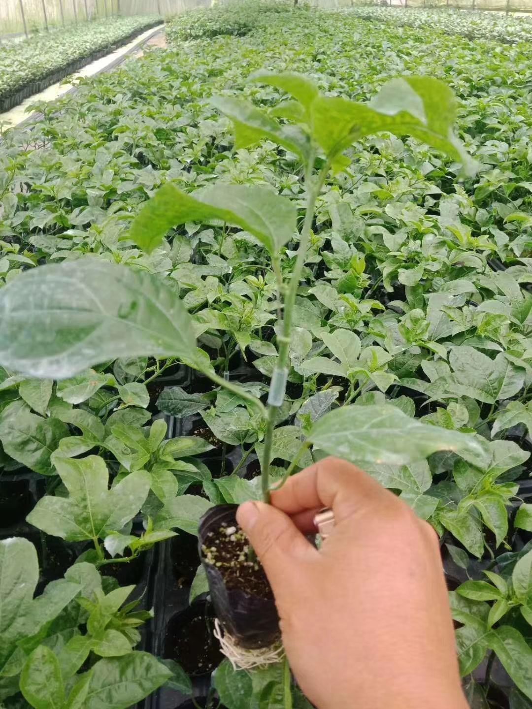  黄金百香果苗    芭乐味   纯甜