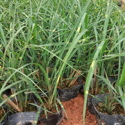 东莞市 斑叶芒  基地直供  园林绿化工程袋苗 大量优质现货