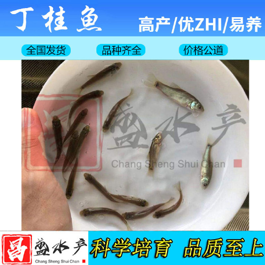 广州 【热销】丁桂鱼苗 欧洲丁鱥鱼苗 丁桂鱼水花 淡水养殖鱼苗批