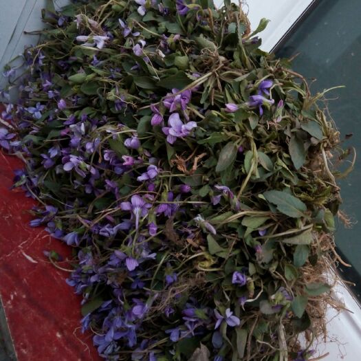 沁水县紫花地丁苗 紫花地丁