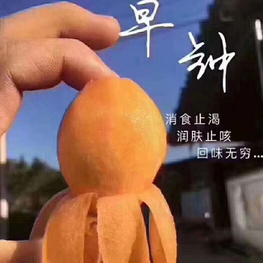 莆田 莆田早钟枇杷、新鲜现摘、甘甜可口。