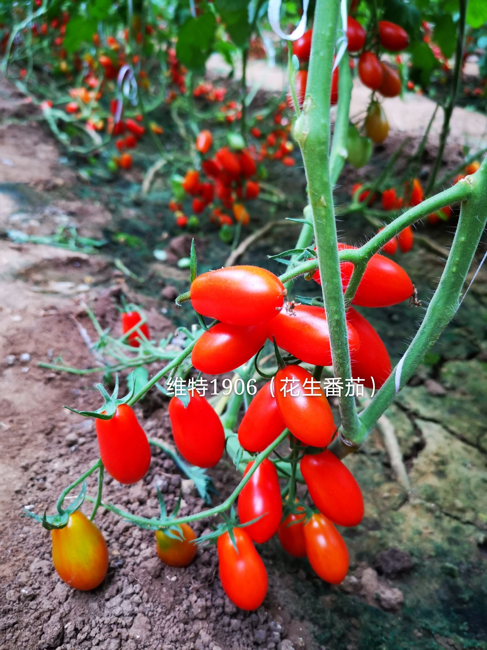 千禧圣女果  抗TY病毒花生柿子籽紅色花生番茄種子紅色圣女果種子蔬菜種子