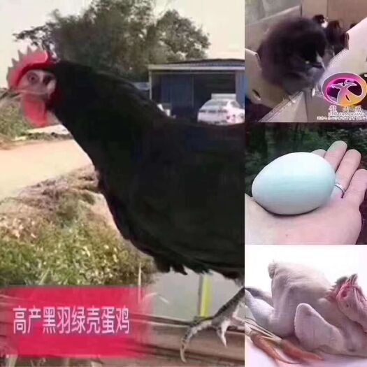 广州 黑羽高产绿壳蛋鸡苗