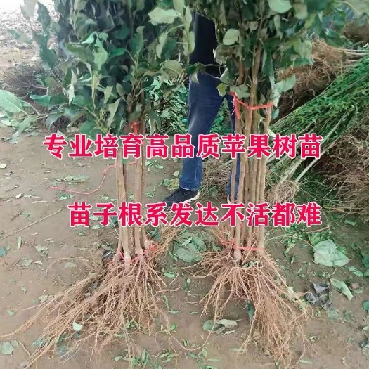 平邑县 红富士苹果树苗，现挖现卖，一手货源。