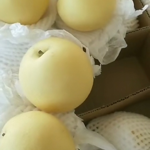 辛集市皇冠梨  万亩基地直供，专业代办，质量好货量大