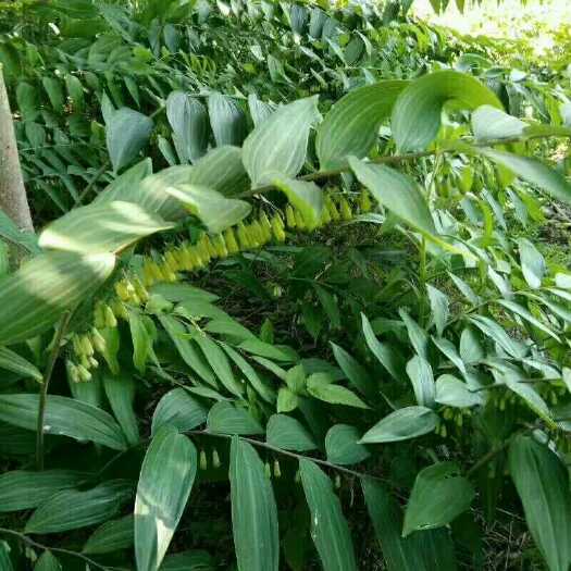 淳安县 浙江多花黄精种苗，九制有机食品黄精浙真淳品牌品种。