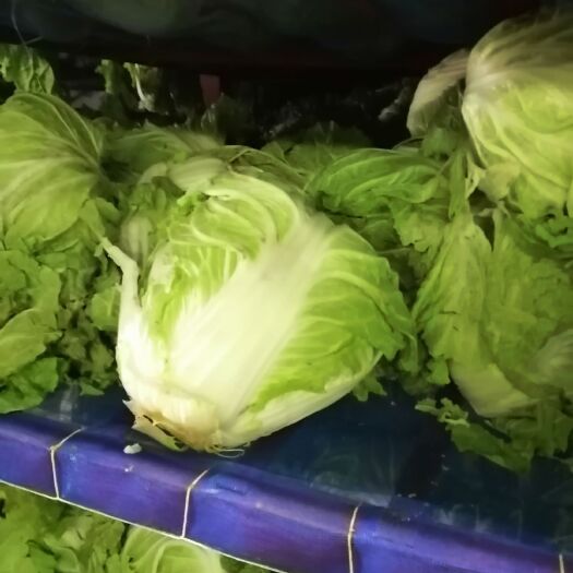  通许县冷库白菜新乡小包，大量有货！需要的联系！