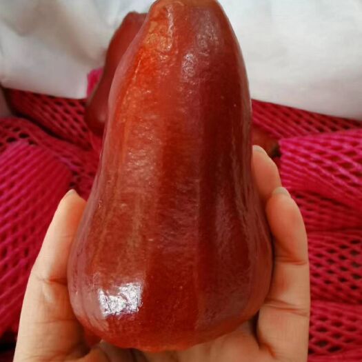 上海 【蜜风铃莲雾大果】新货❣