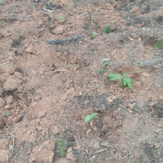 玉林 五指毛桃有种植有深山的
