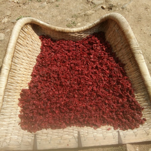 西峡县中药材山茱萸 八百里伏牛山优质山萸肉干货