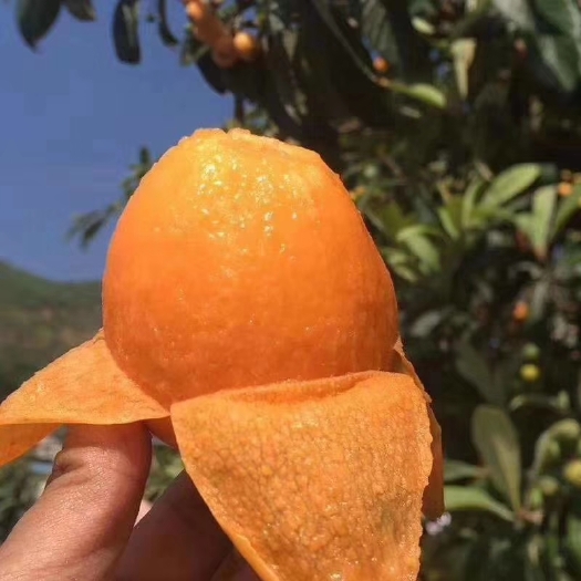 德昌县 四川大凉山枇杷，超长日照，美味多汁