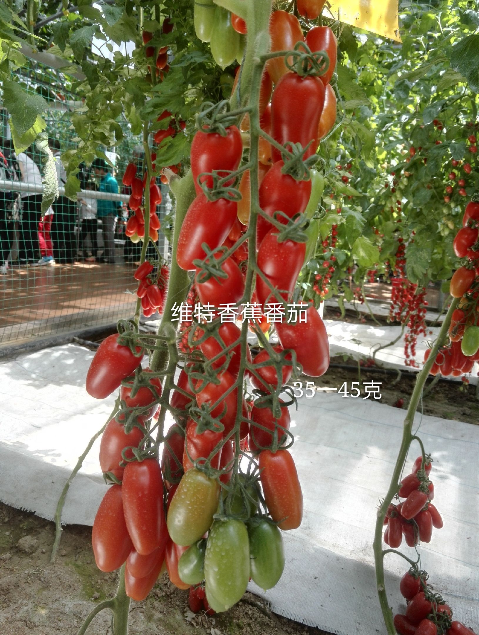 串番茄  红色香蕉柿子籽香蕉番茄种子长香蕉柿子种子特色番茄种
