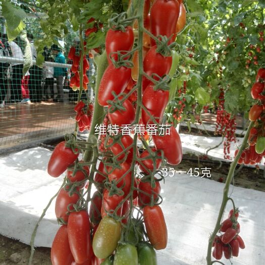 串番茄  红色香蕉柿子籽香蕉番茄种子长香蕉柿子种子特色番茄种