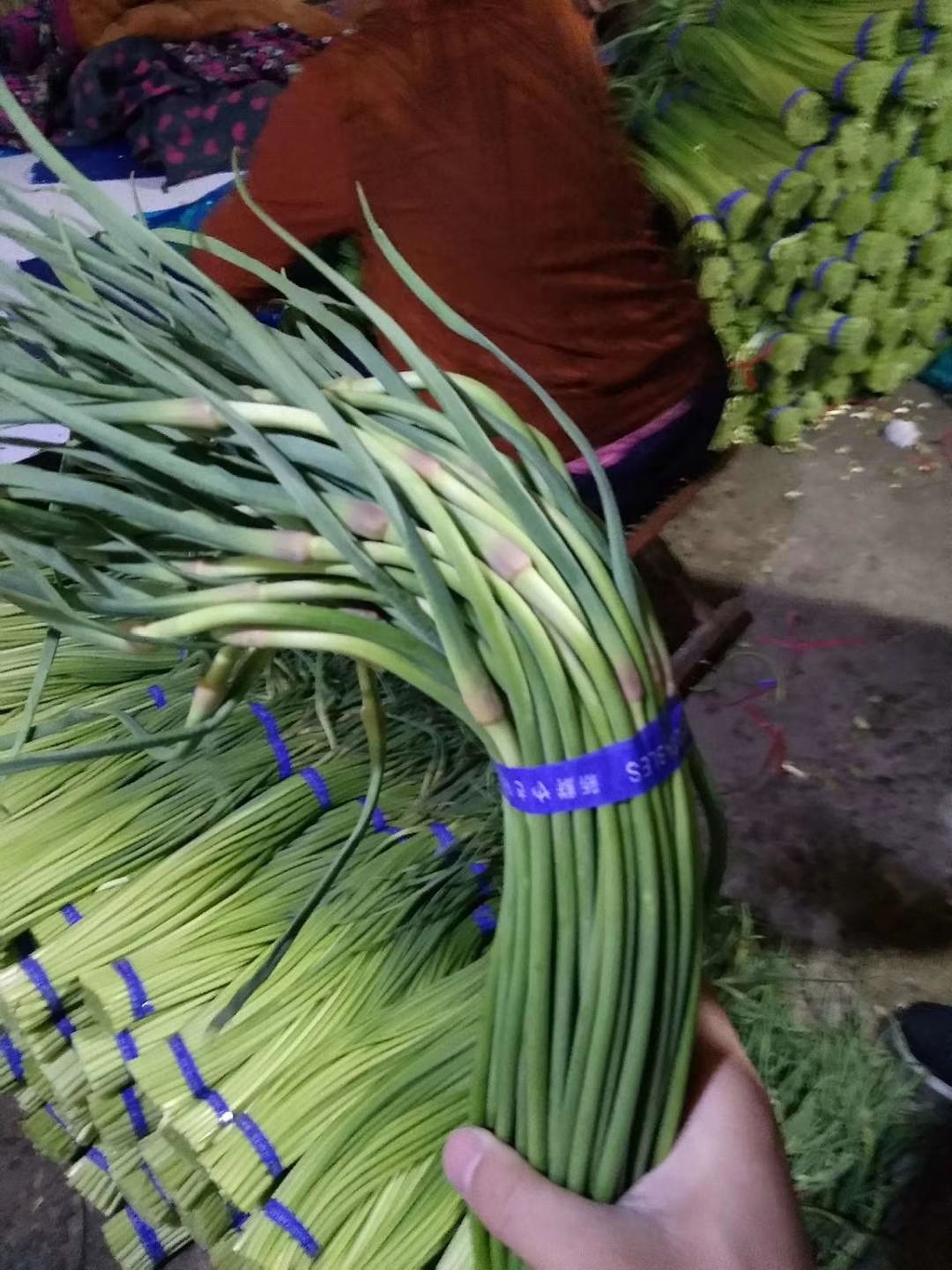 红帽蒜苔  金乡优质蒜薹60－70公分 颜色好薹条绿 蒜苔鲜