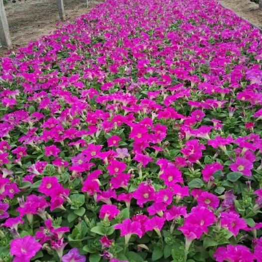 青州市矮牵牛 精品绿化花卉，基地出货，质优价廉