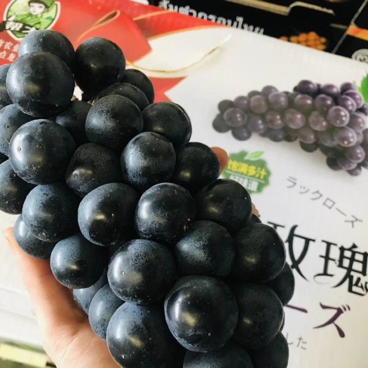 上海 【阳光黑玫瑰葡萄🍇】