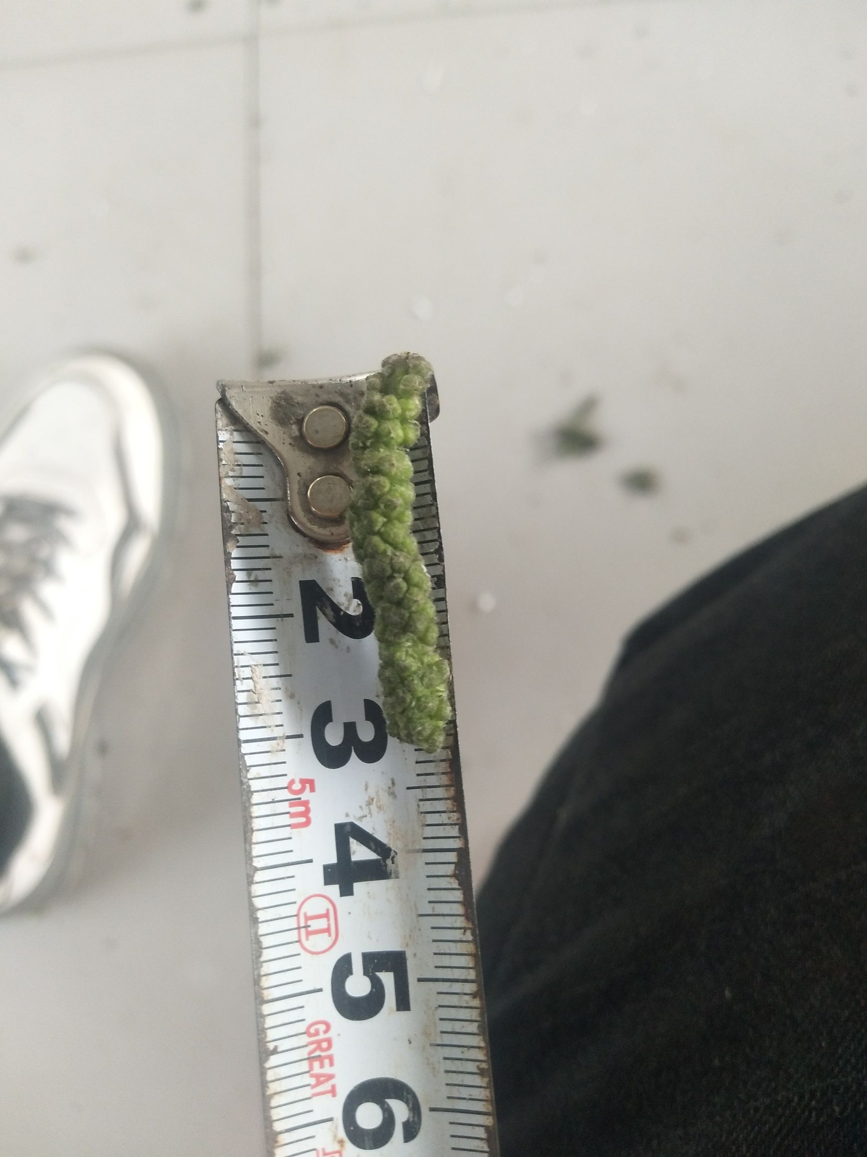 现货棒菜  枸穗棒野菜支持一件代发