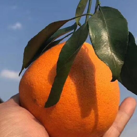 上海耙耙柑 【春见·粑粑柑🍊】