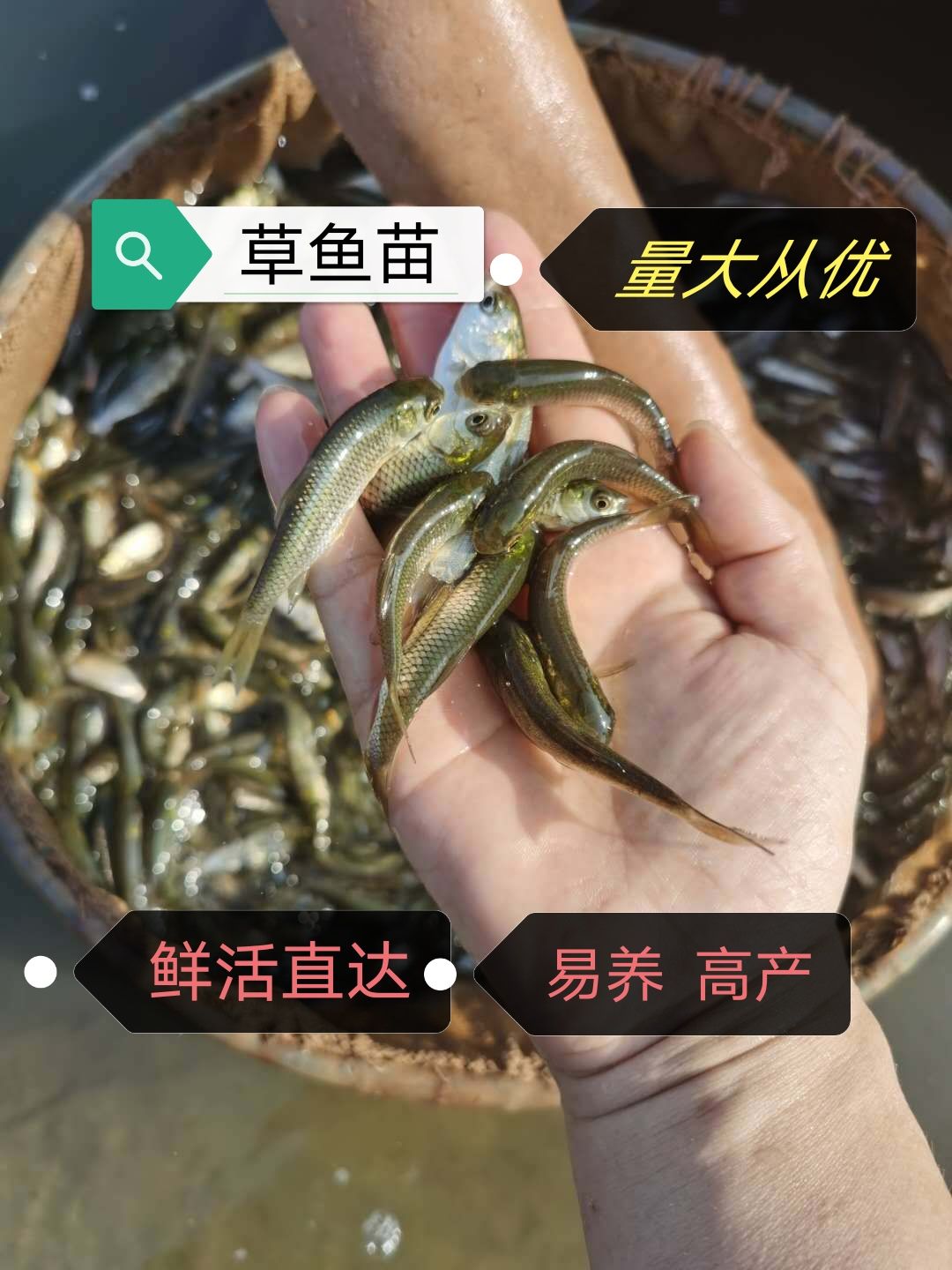 草鱼苗  抗病毒，送货上门，技术指导