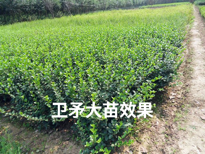 卫矛苗  卫矛  胶东卫矛 小苗床苗 绿篱苗 易造型 不怕冻