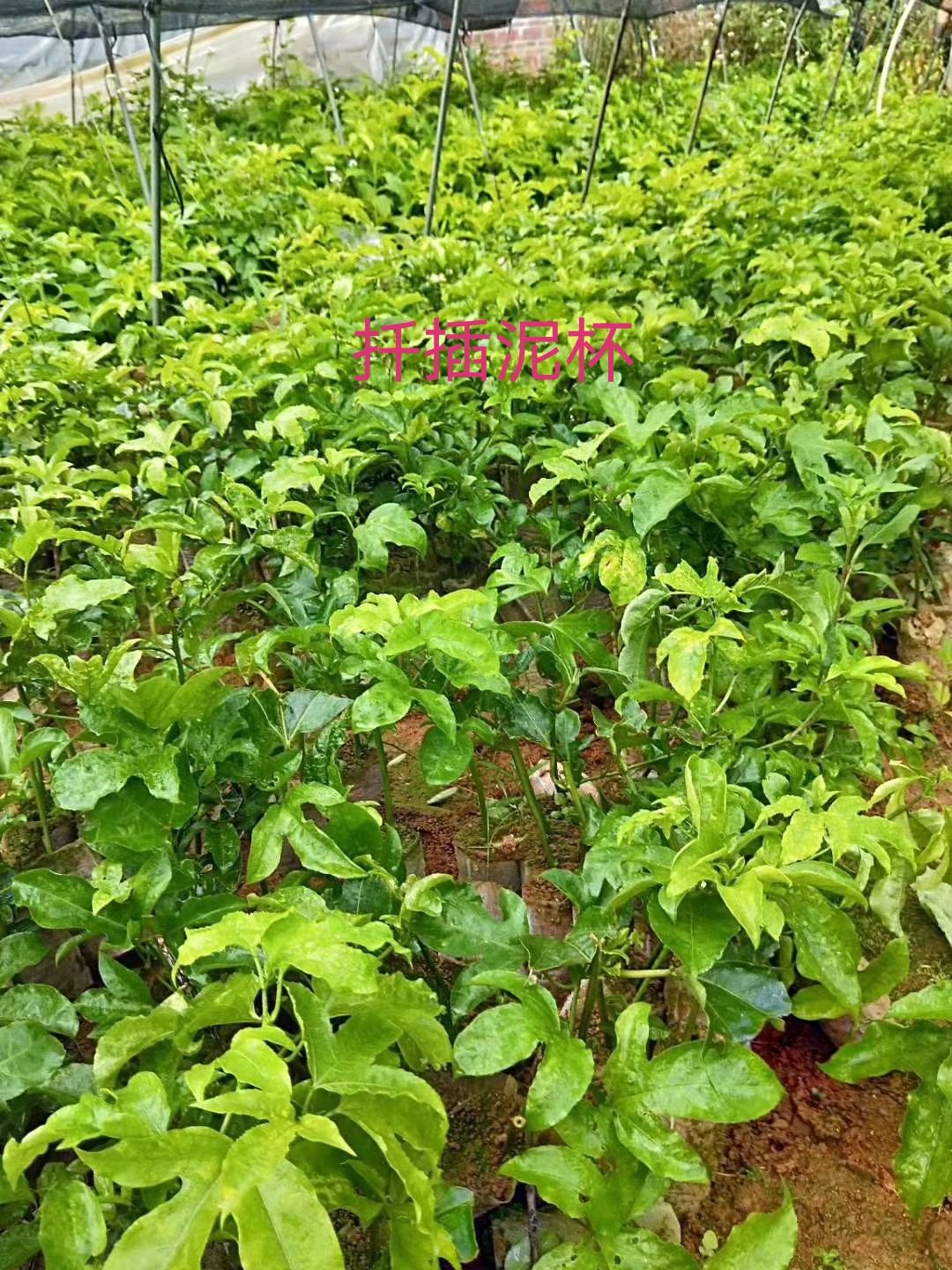  黄金百香果苗    芭乐味   纯甜
