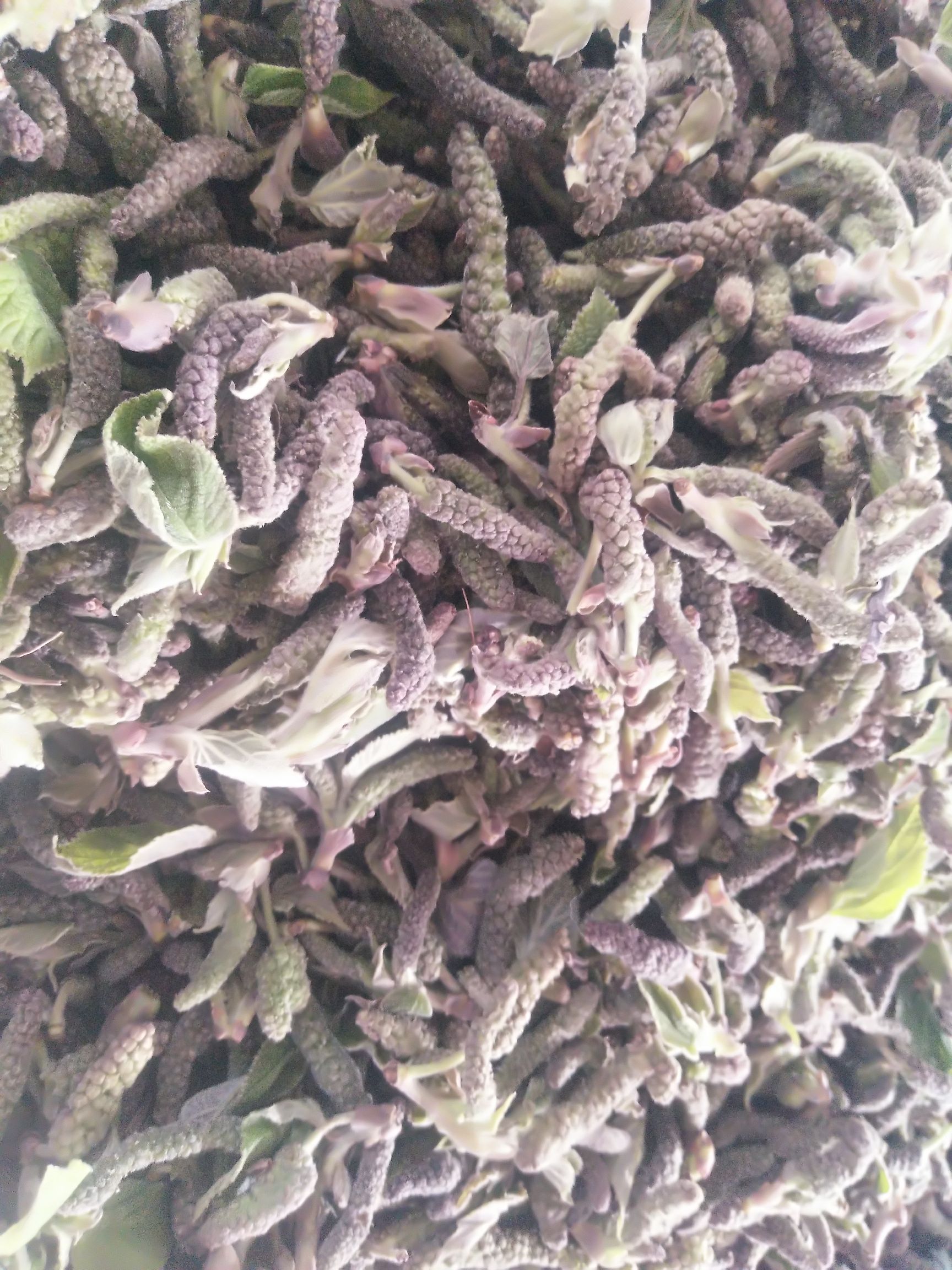 现货棒菜  枸穗棒野菜支持一件代发