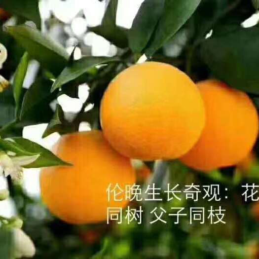 秭归县伦晚脐橙挂树鲜果，纯甜化渣，基地直供，无中间商。