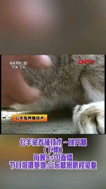  公羊兔种兔