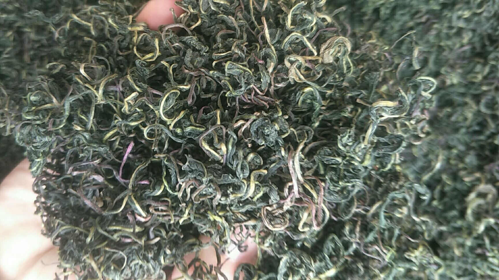 蒲公英茶 夏季热卖产品 情人下暑 10元模式