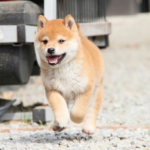 新沂市土狗苗中华田园犬幼苗长年供应。诚信为本。长期合作，不发杂狗