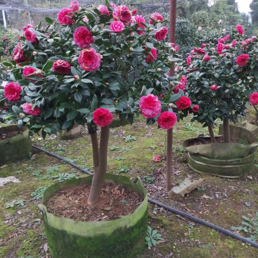 桂阳县燕山茶花，茶花珍品。