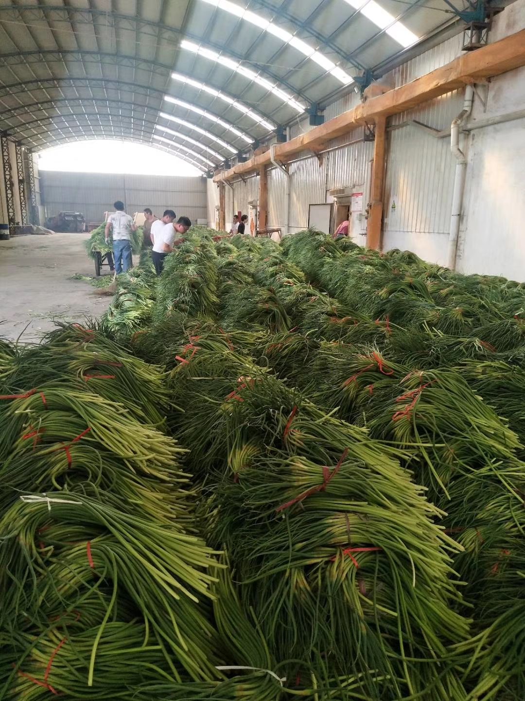 红帽蒜苔  金乡优质蒜薹60－70公分 颜色好薹条绿 蒜苔鲜