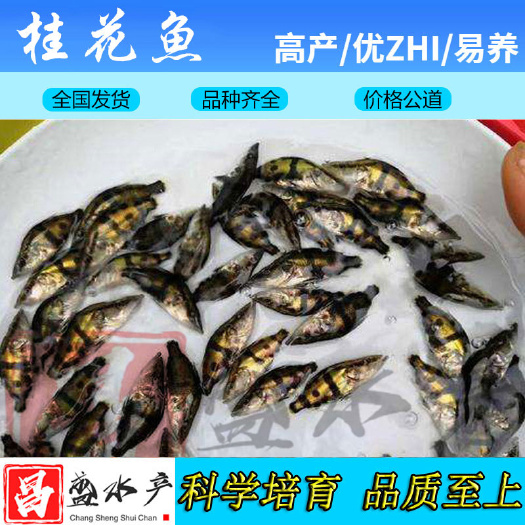广州 【基地直销】优质桂花鱼苗 翘嘴桂花鱼苗 鳜鱼苗 存活率高