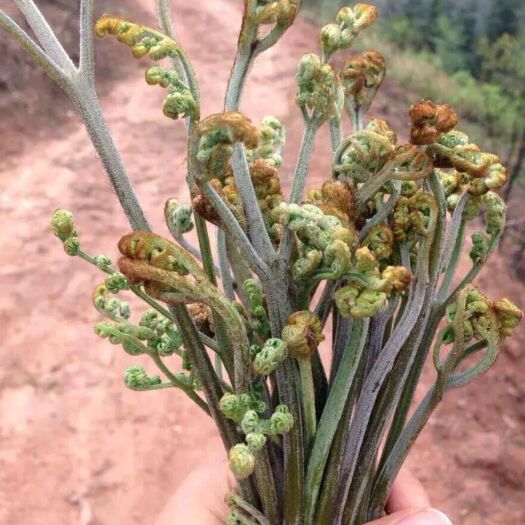 思南县 蕨菜高山蕨菜