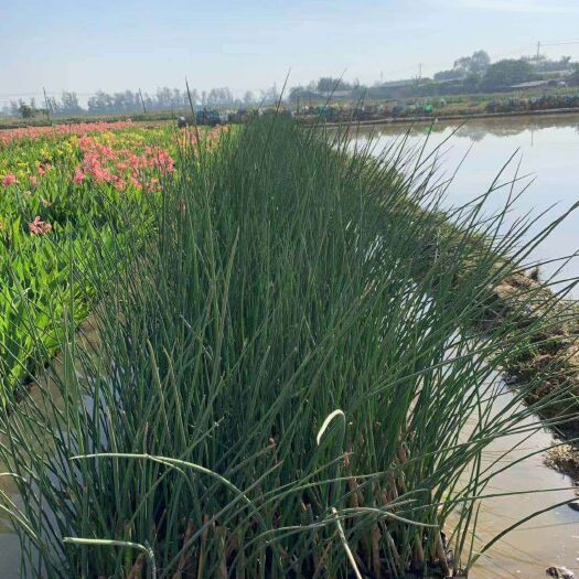 东莞市 水葱  基地直供  园林绿化工程袋苗