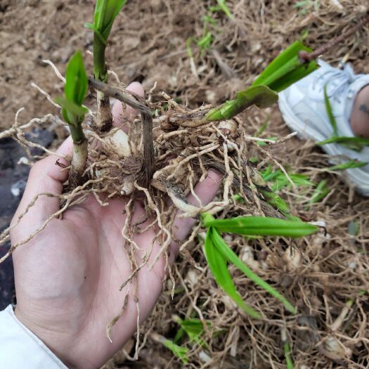 留坝县紫花白芨苗 优质紫花白芨种子，老种苗