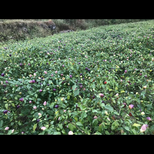 钟山县彩椒 开始播种，有没有老板定购