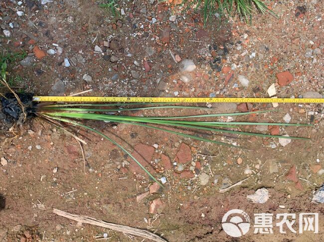  香根草  基地直供  园林绿化工程袋苗  大量优质现货