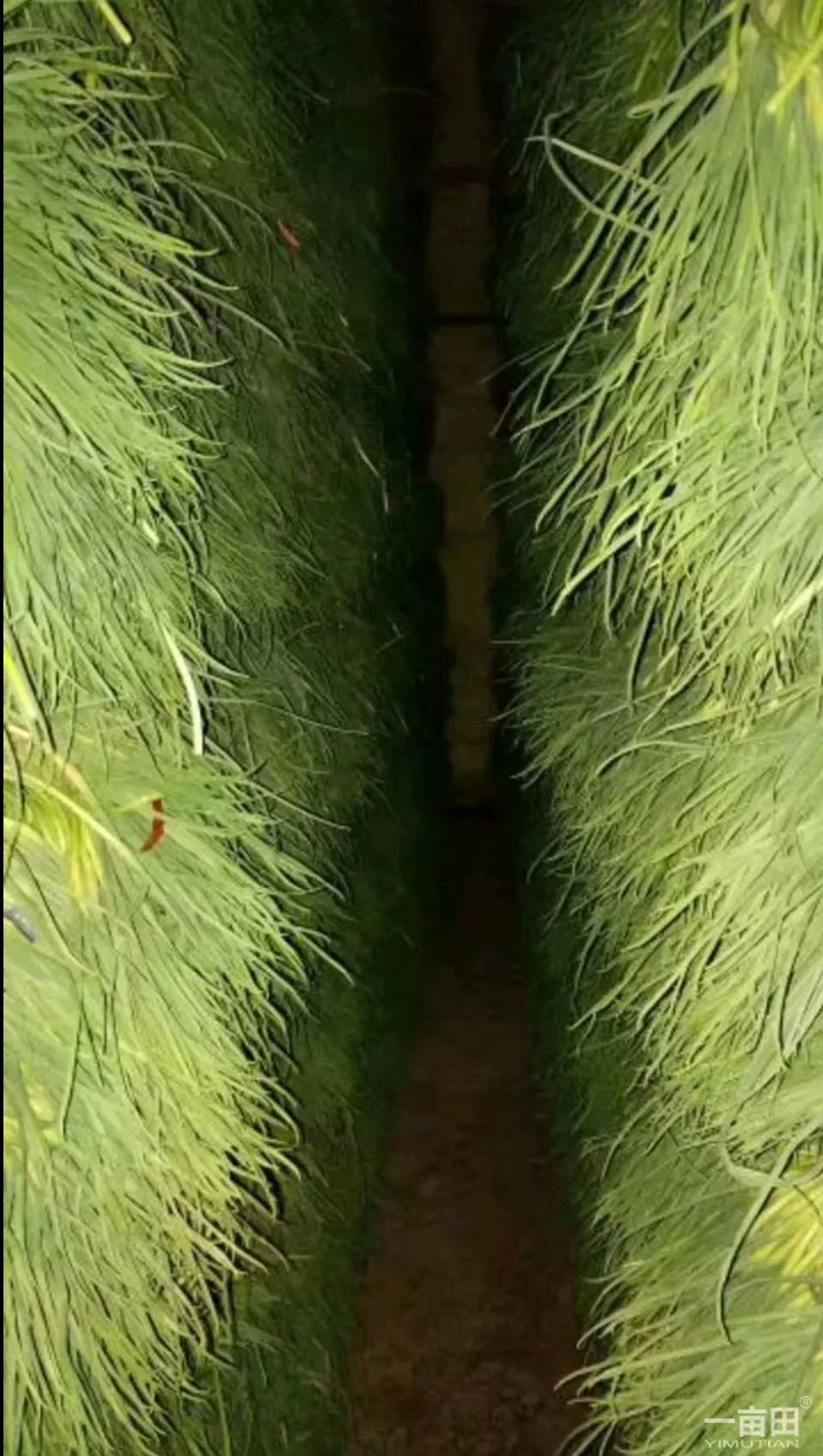 红帽蒜苔  金乡优质蒜薹60－70公分 颜色好薹条绿 蒜苔鲜