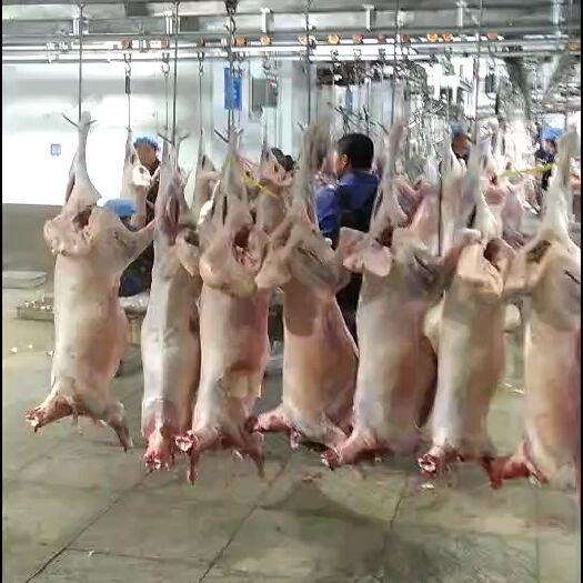 阿旗羊肉类 大量供应牛羊产品副产