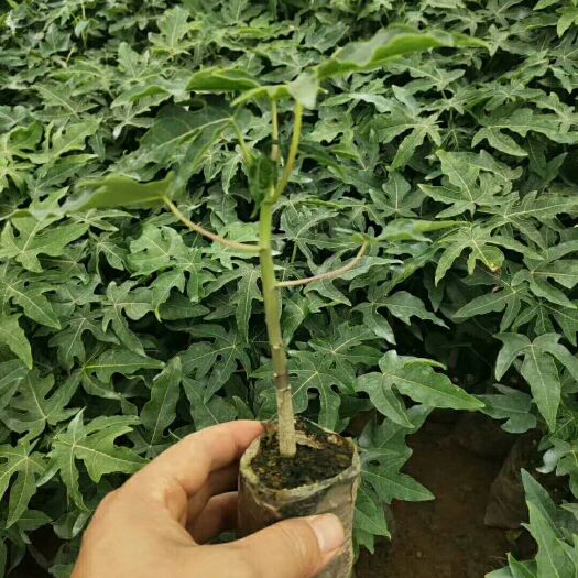 灵山县金木瓜苗 黄金木瓜