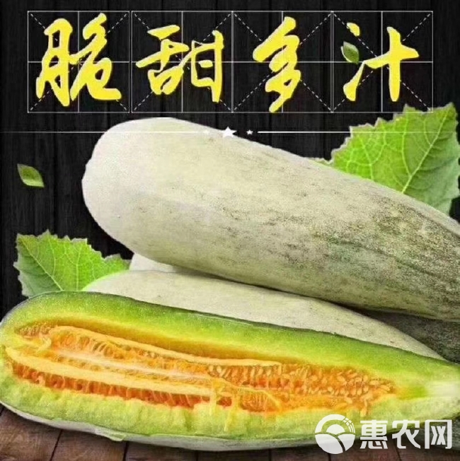 博洋61甜瓜 博洋61