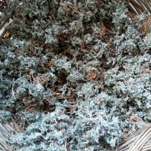 沁水县白蒿菜 灰蒿