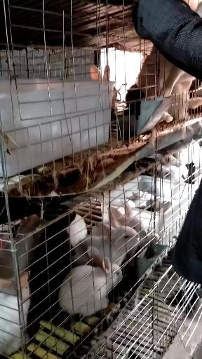天柱县獭兔种兔 长期出售种兔和商品兔