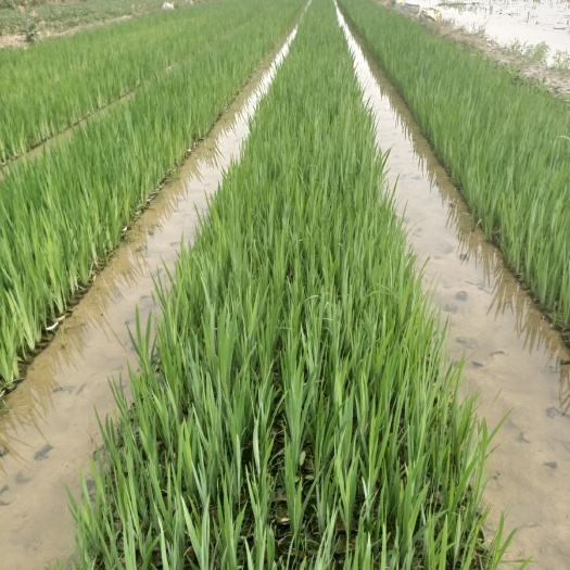 东莞市 菖蒲  水菖蒲  基地直供  园林绿化工程袋苗  大量优质现