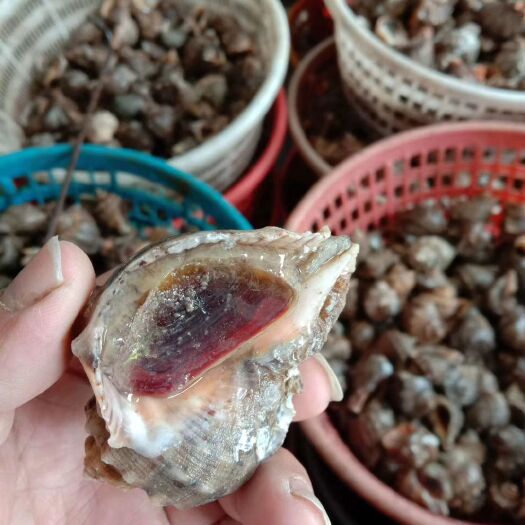 湛江红螺  海水螺  超肥的海螺