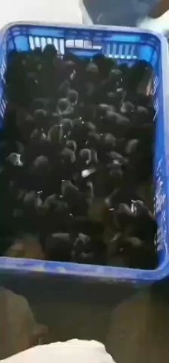 沭阳县 正宗五黑鸡苗，包邮，包疫苗，包技术