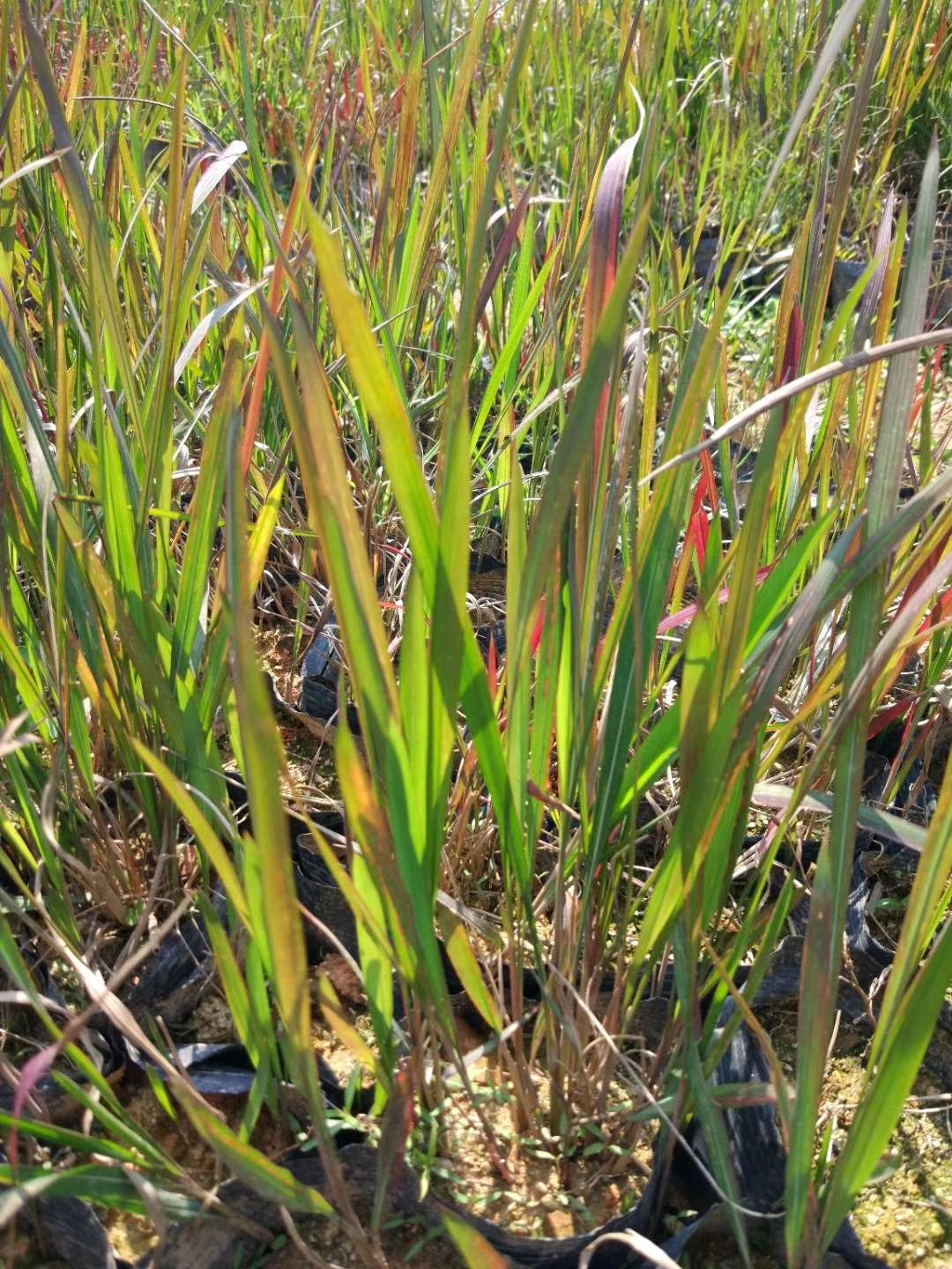  日本血草  基地直供  绿化工程袋苗  大量优质现货