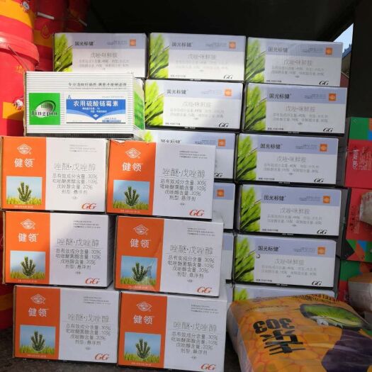 怀远县郑原玉423 玉米新品种，郑原玉432，高产稳产。是大户的。
