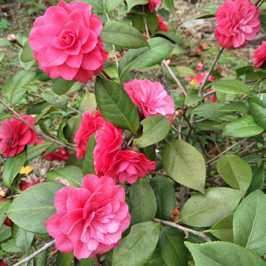 兴安县茶花树  茶花